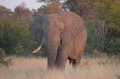 This fellow has lost one of his tusks 